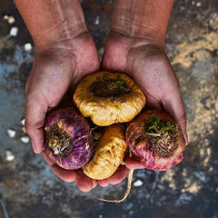 Maca Peruana Premium 120 Cápsulas 550mg Unilife - Unilife - Viva Nutrição